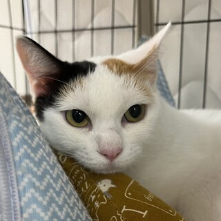 交渉中です。アナベルちゃん避妊済