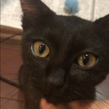 とにかく人間大好き★お目々まんまる黒猫