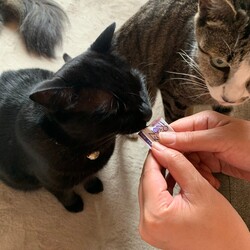 「まるでそこに居るみたい」サムネイル2