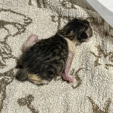 保護した仔猫