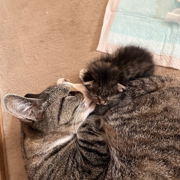 ノアちゃん母になる