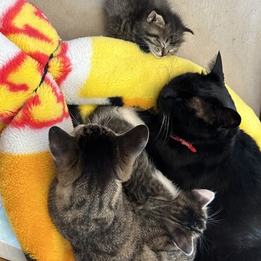 2匹の母に2匹の仔猫