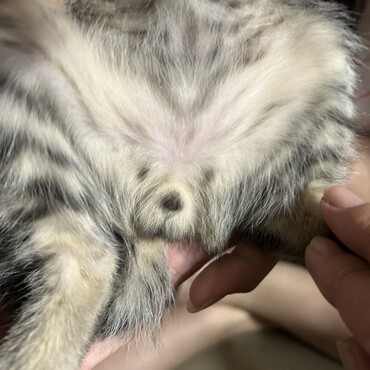 ゴマちゃんにはワンチャンが！笑