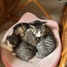 別れを惜しむかの様に…