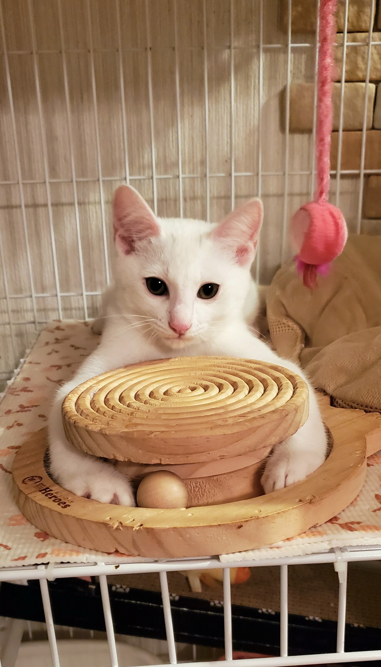 やっちゃん、優しい家族が...」山口県 - 猫の里親募集(466146 