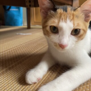 遊び好きな三毛猫ちゃん」鹿児島県 - 猫の里親募集(460327) :: ペット