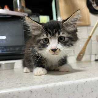 長毛サバシロ①5兄妹