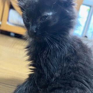 ブラック長毛③5兄妹