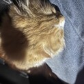 スコティッシュの子猫