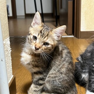 キジトラ⑤5兄妹