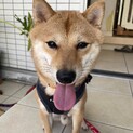 柴犬♂「こうたくん」