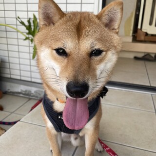柴犬♂「こうたくん」