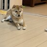 柴犬♂「こうたくん」 サムネイル2