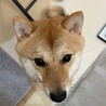 柴犬♂「こうたくん」 サムネイル3