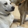 柴犬♂「こうたくん」 サムネイル5