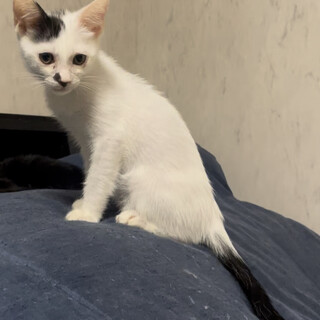 まっすぐ尻尾！イケメンすぎるナッツくん★