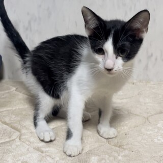 まっすぐ尻尾のハチワレ！ルイくん★