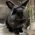 仮名ブリトニー(♀避妊済み)、1〜2歳、2.2kg