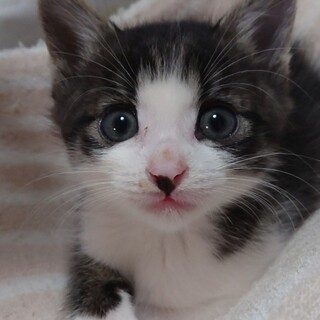 募集停止大きなたれ目キジ白男子❤️タルト