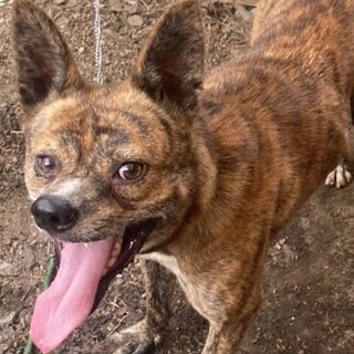 ★甲斐犬★良血統★虎毛★2歳★♂