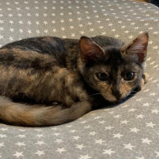 甘えん坊はなちゃん