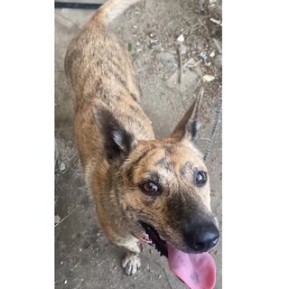 ★甲斐犬★虎毛★良血統★♀★飼い主様入院急募です。