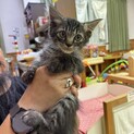 キジトラ子猫２号里親のもとで幸せになります！