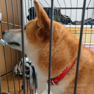 （至急）柴犬4歳女の子