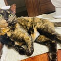 サビ猫ルカちゃん