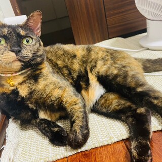 サビ猫ルカちゃん