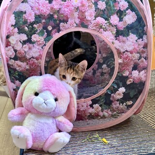 つぶらな瞳が可愛い三毛の子猫ちゃん