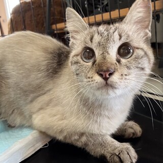 1号２号母猫里親さんの元で元気にいます！