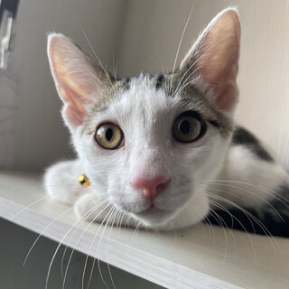 里親募集！白多めキジ白くん