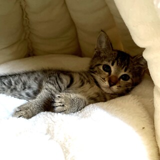おとなしくてかわいいきじねこ　みとちゃん