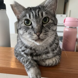 サバトラ　サンちゃん