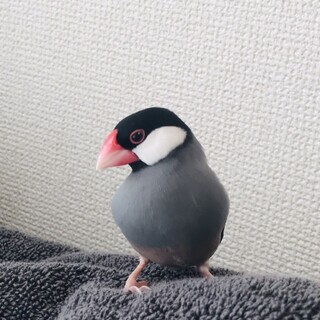 里親を募集しています。