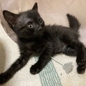 姉妹猫・姉渡辺えりちゃん