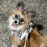 チロル
