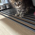 2ヶ月長毛クラシックタビー柄男の子