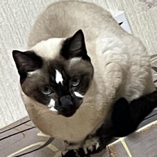 そら　10歳　シャイな性格です