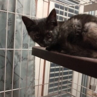 美人黒サビ猫（メス)の里親募集！