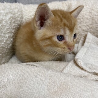 子猫の里親さん募集