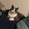 しめさばブリティッシュ
