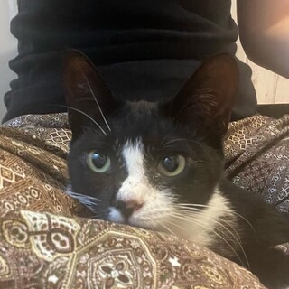 ハチワレ　女の子　6ヶ月