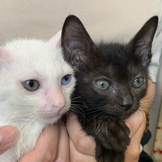 【生後2ヶ月】とても可愛くてイケメンな子猫兄弟