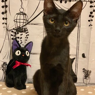 なんでも似合うよバロンくん♡