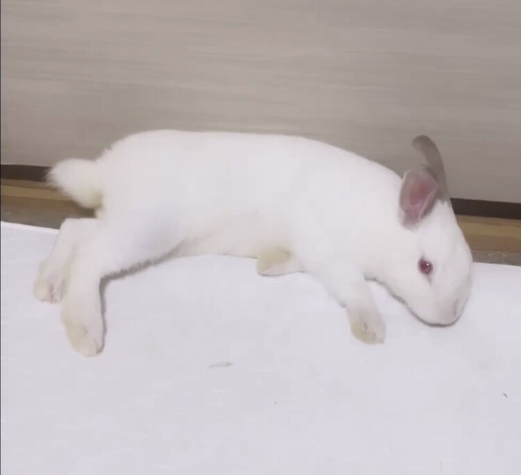 師走っこ二世【イエちゃん】おっとり穏やかさん♪ サムネイル7