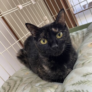 元野良猫★優しいお母さん猫