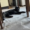 元野良猫★優しいお母さん猫 サムネイル2