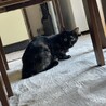 元野良猫★優しいお母さん猫 サムネイル3